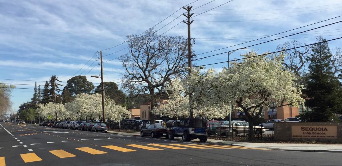 Evergreen pears at Sequoia